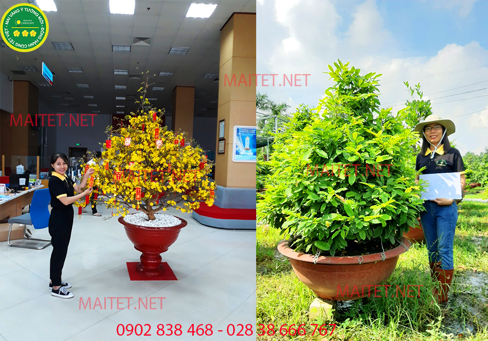 MAI CHƯNG VĂN PHÒNG 