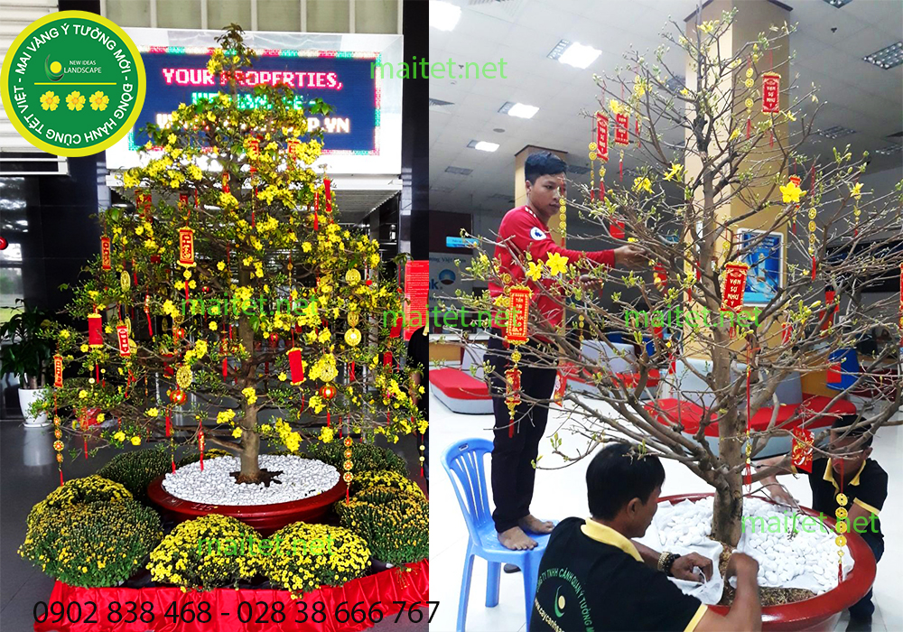 mai vàng chưng tết