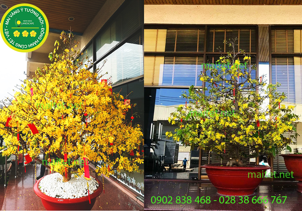 mai vàng chưng đại sảnh