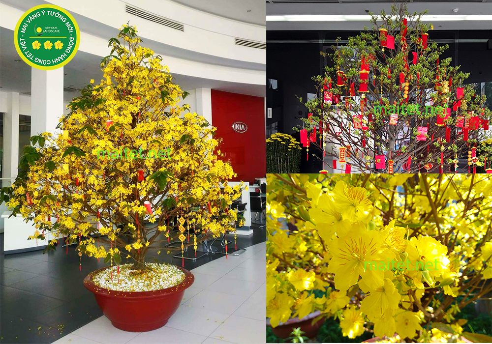 mai vàng ý tưởng mới