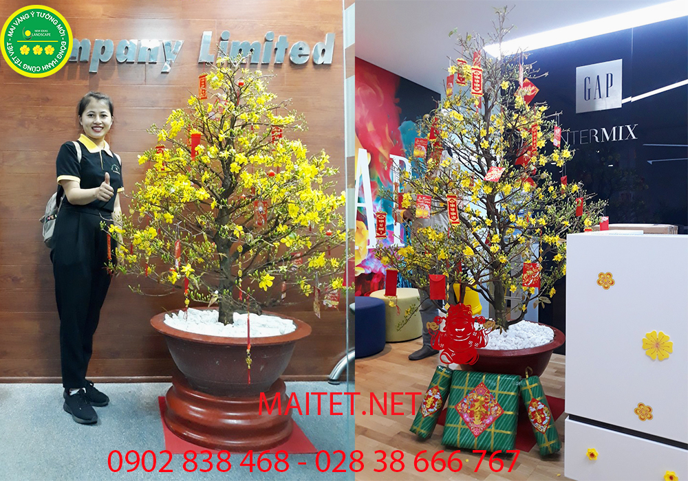 mai vàng chưng công ty