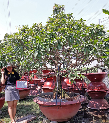 MAI VÀNG MÃ SỐ NIS P105