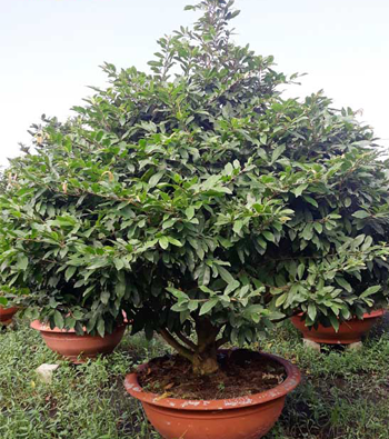 MAI VÀNG MÃ SỐ NIS N303