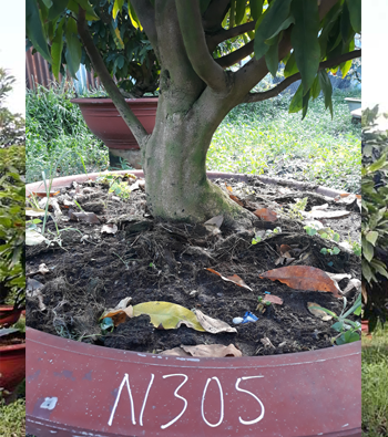 MAI VÀNG MÃ SỐ NIS N305