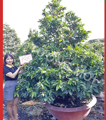 MAI VÀNG MÃ SỐ NIS P210